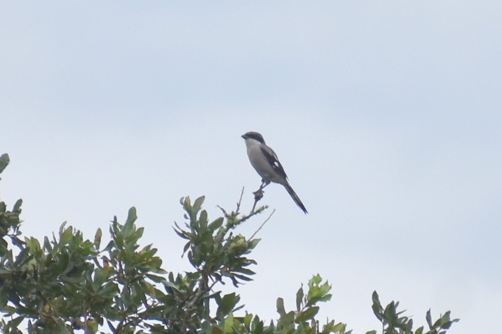 Loggerhead Shrike - ML642409568