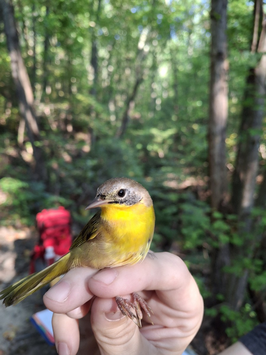 Paruline masquée - ML642409570