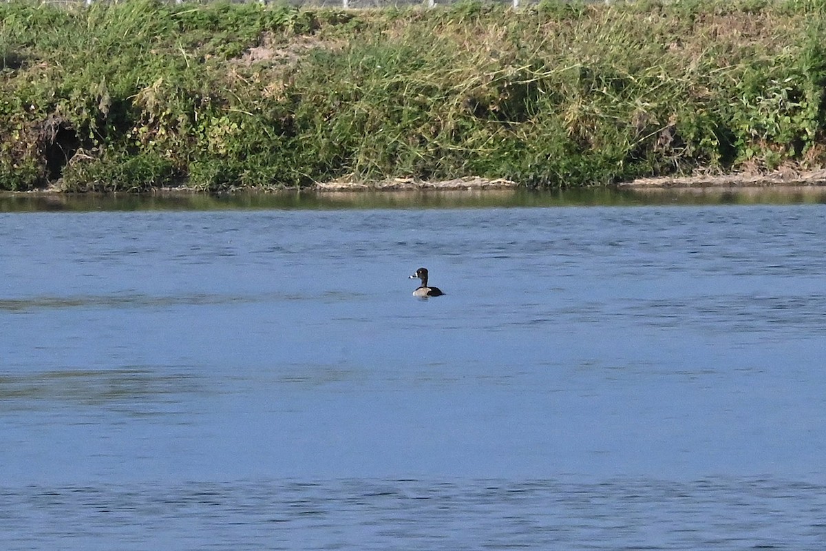 Ring-necked Duck - ML642409595