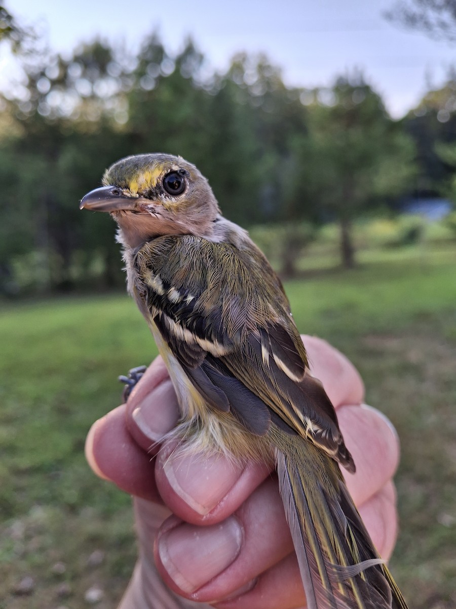 Viréo aux yeux blancs - ML642409609