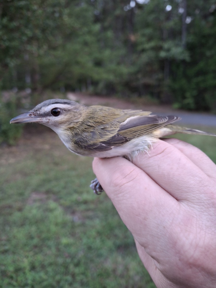 Viréo aux yeux rouges - ML642409618