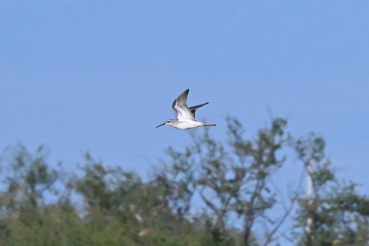 Stilt Sandpiper - ML642409619