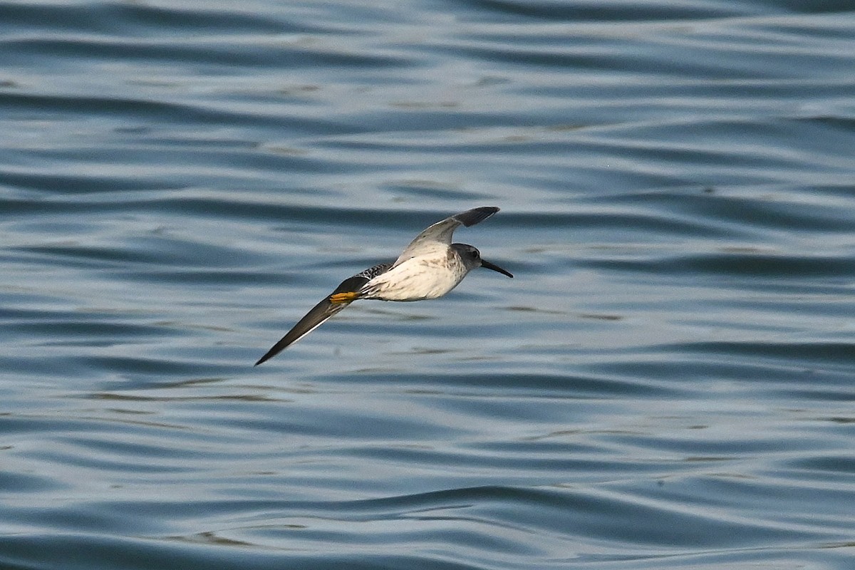 Stilt Sandpiper - ML642409620