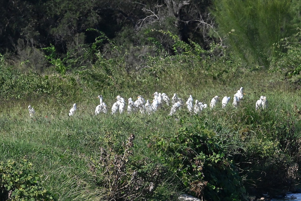 Western Cattle-Egret - ML642409626