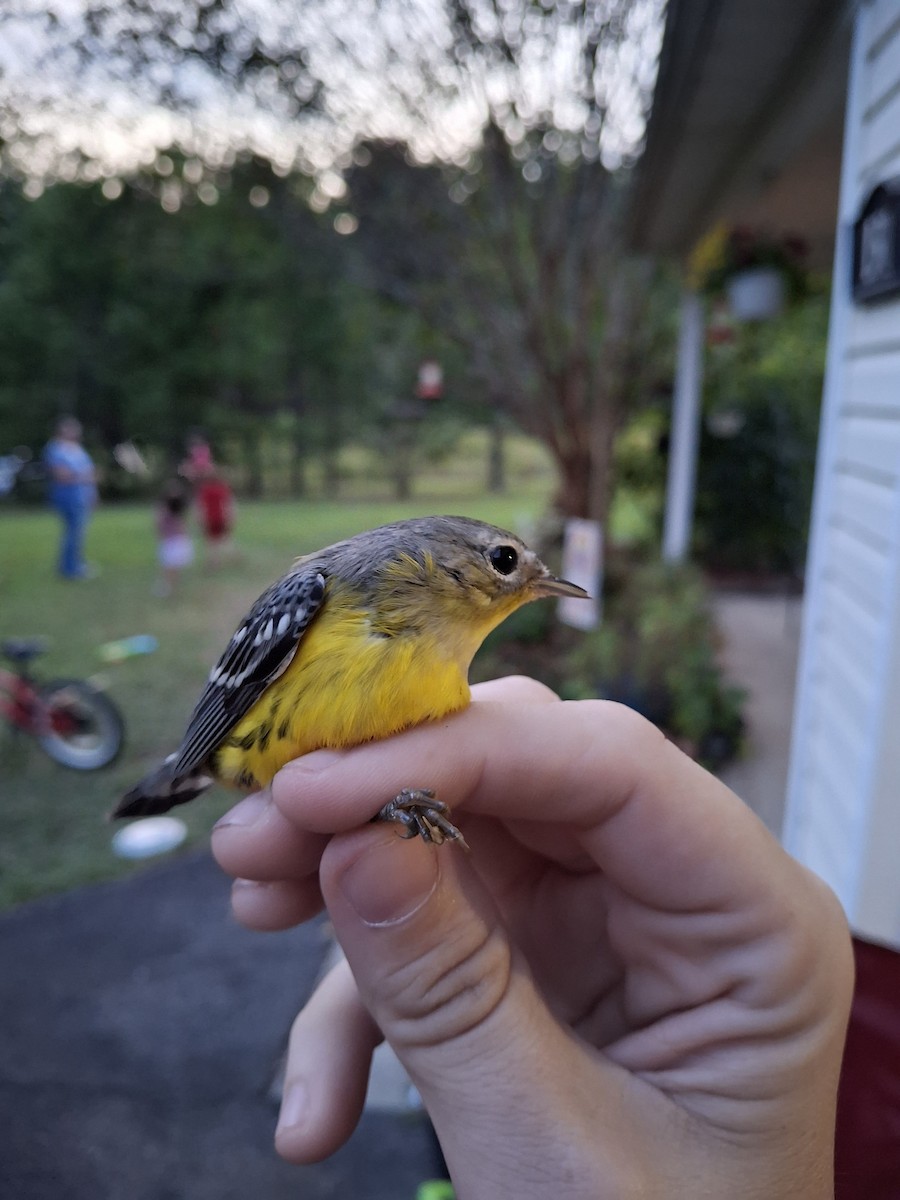 Paruline à tête cendrée - ML642409628