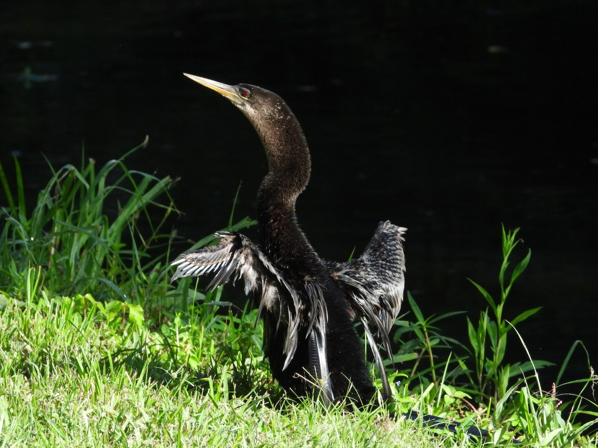 Anhinga - ML642409637