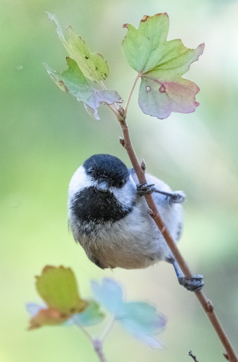 Black-capped Chickadee - ML642409638