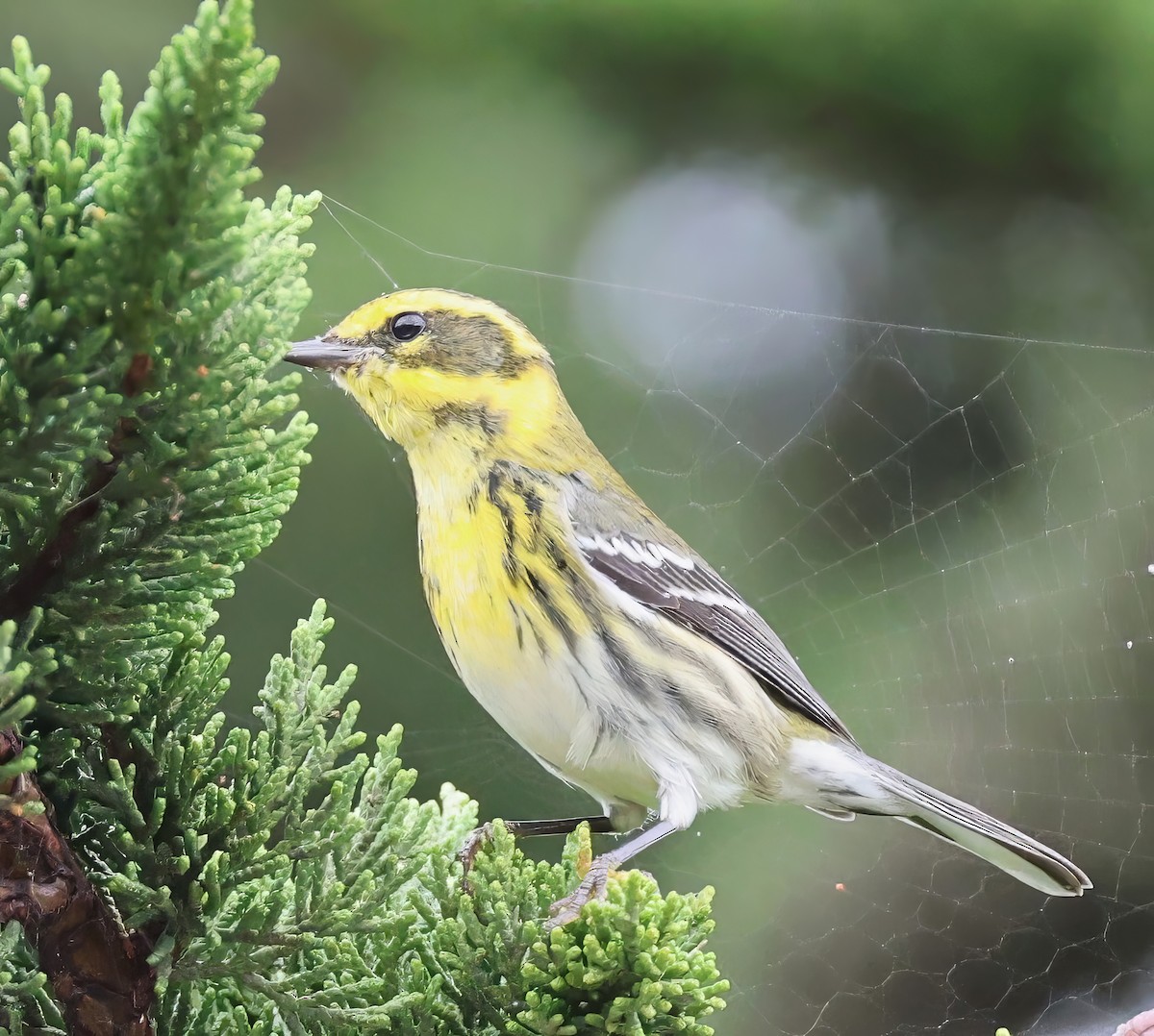 Пісняр-лісовик західний - ML642409649