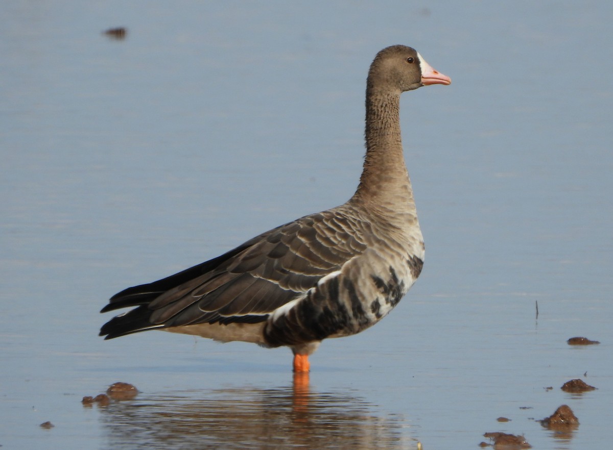 Greater White-fronted Goose - ML642409654