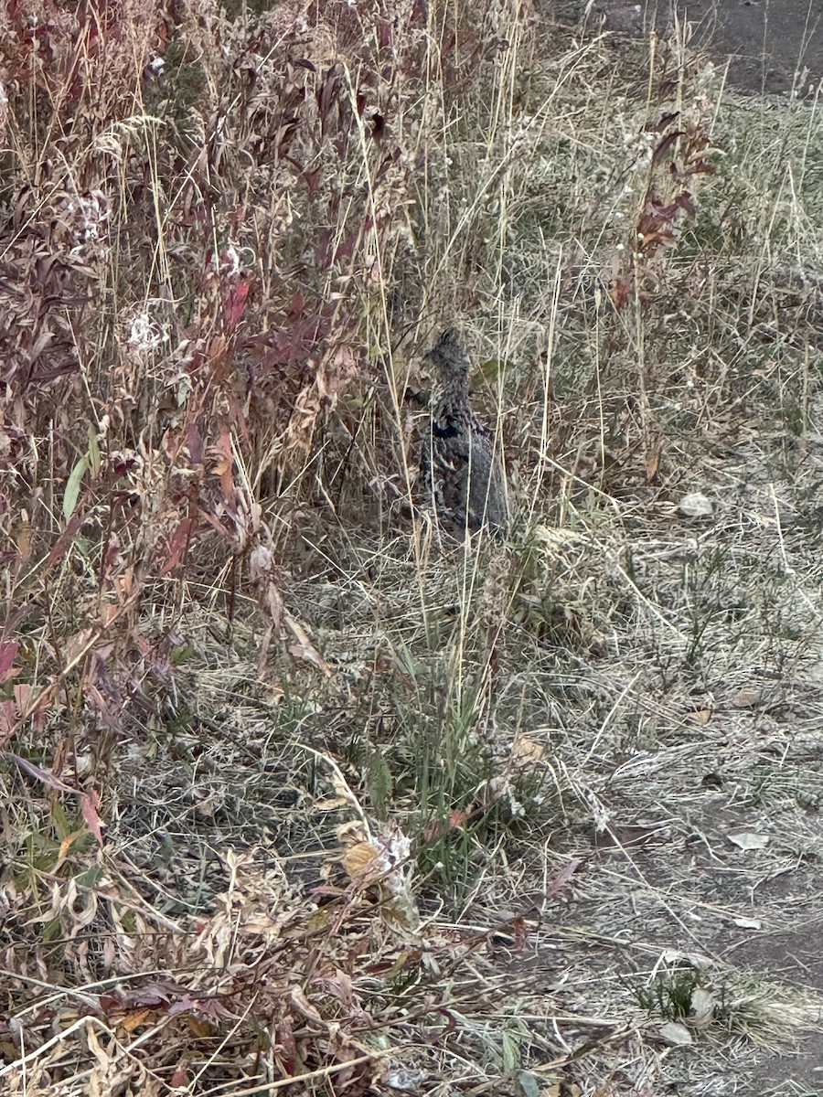 Ruffed Grouse - ML642409668