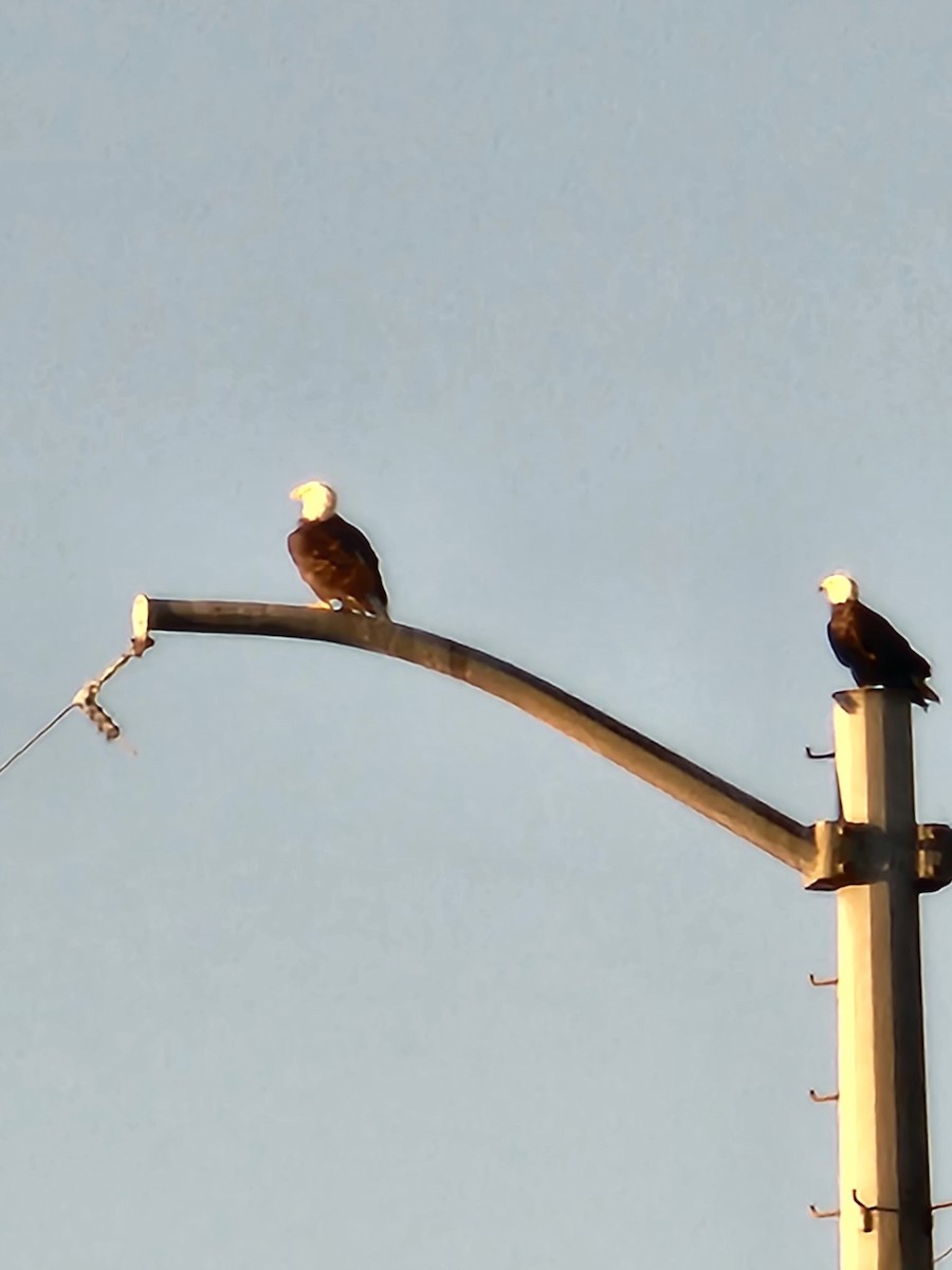 Bald Eagle - ML642409670