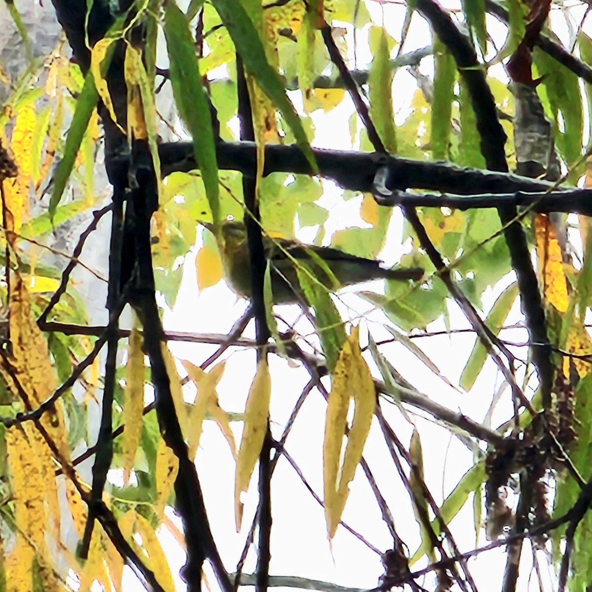 Bay-breasted/Blackpoll Warbler - ML642409675