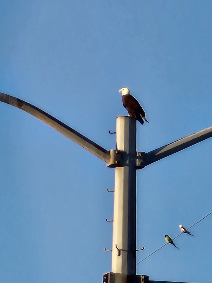 Cockatiel - ML642409676