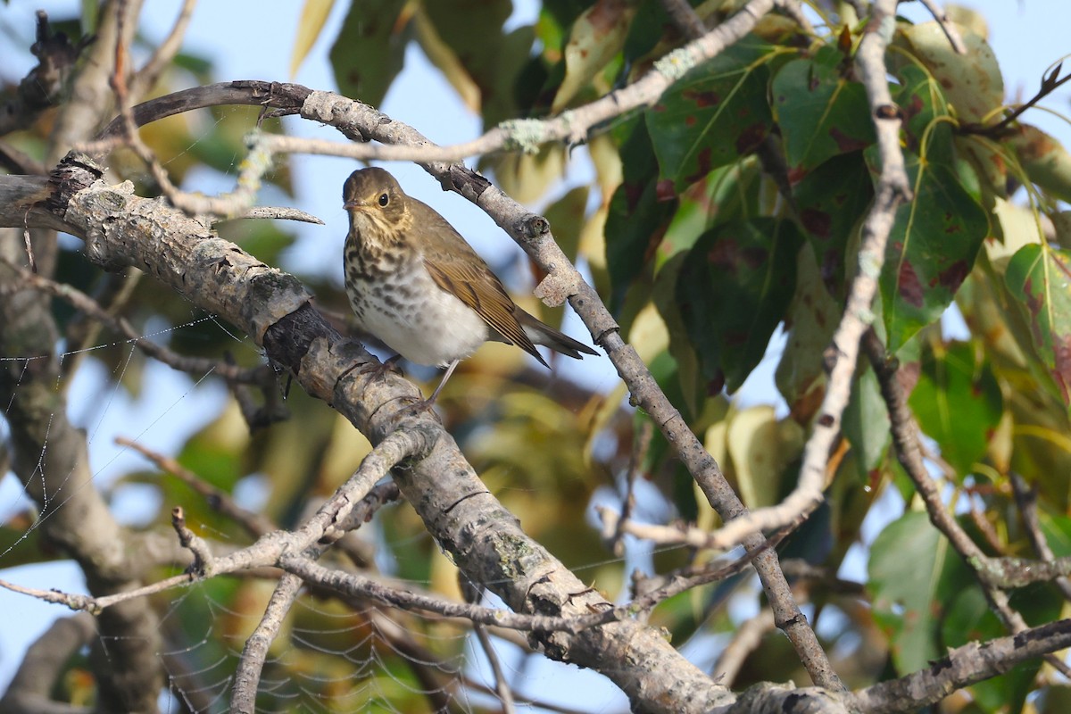 Swainson's Thrush (Olive-backed) - ML642409677