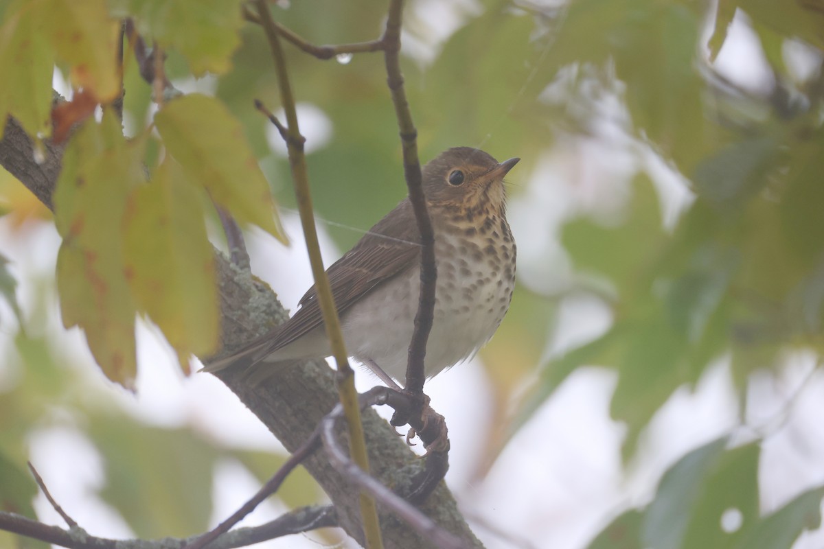 Swainson's Thrush (Olive-backed) - ML642409678