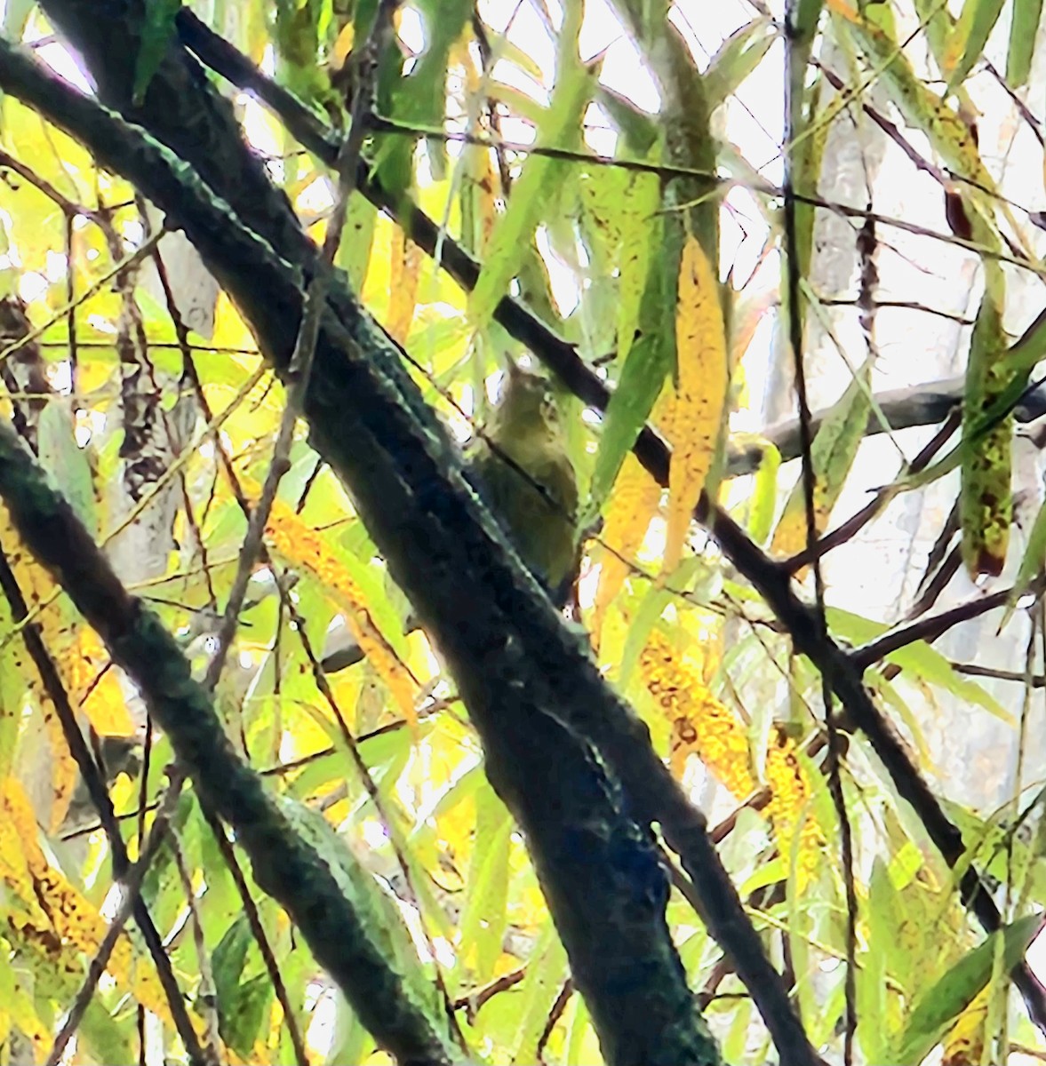 Bay-breasted/Blackpoll Warbler - ML642409683