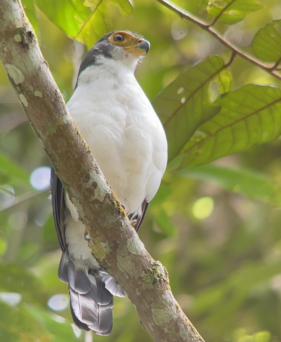 Slaty-backed Forest-Falcon - ML642409687