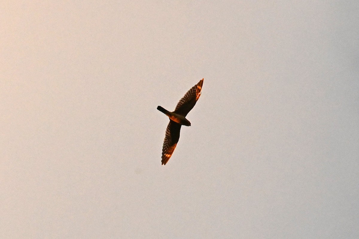 Lesser Nighthawk - ML642409692