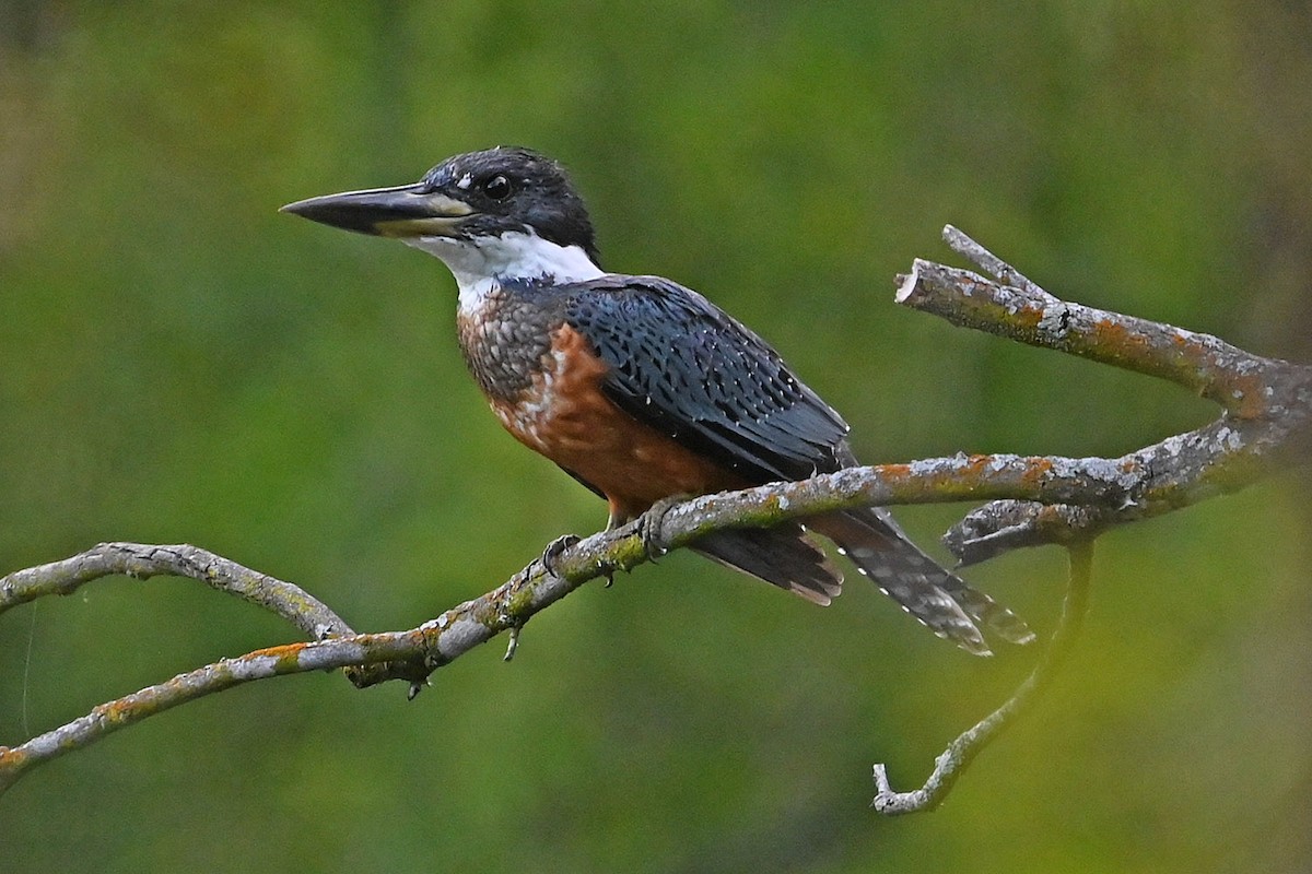 Ringed Kingfisher - ML642409709