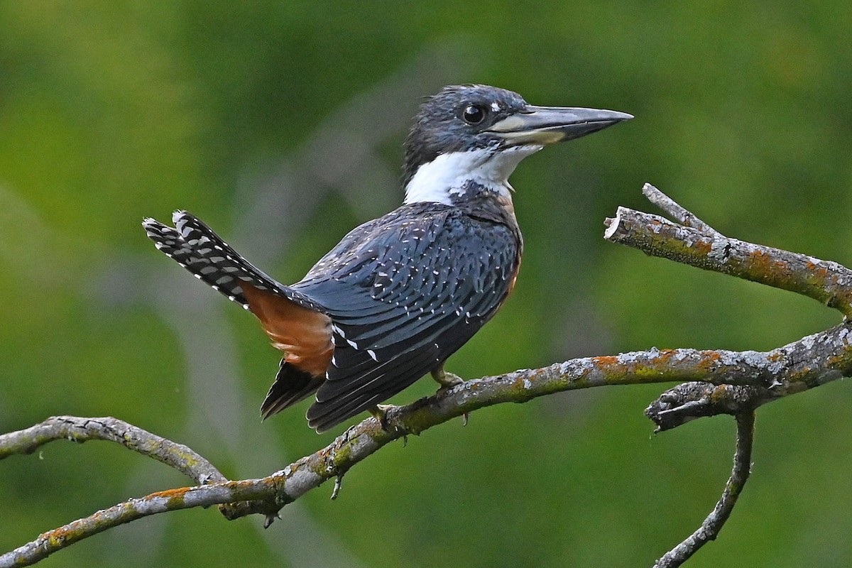 Ringed Kingfisher - ML642409710