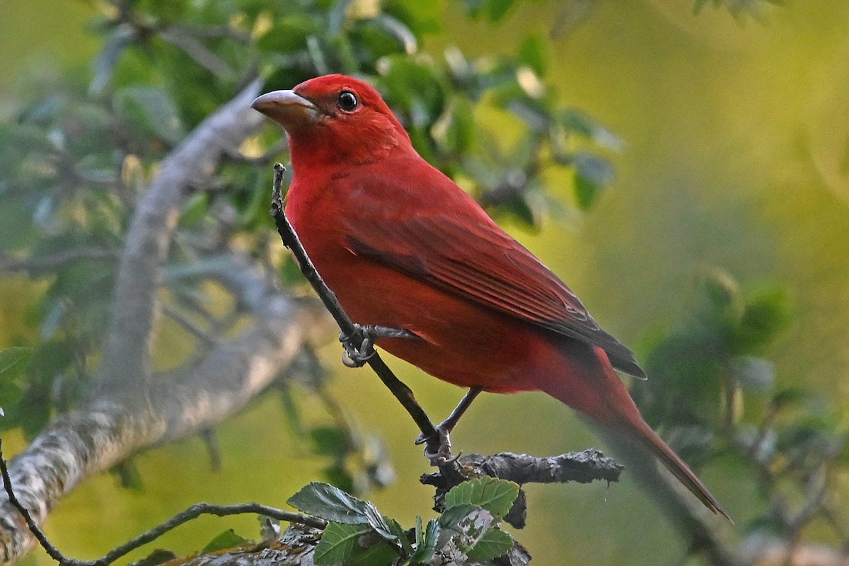 Summer Tanager - ML642409718