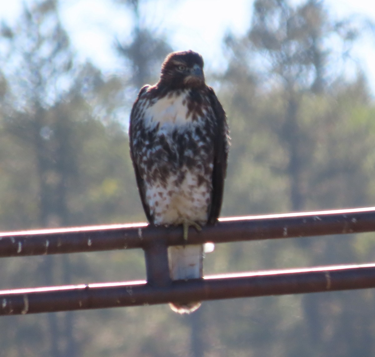 Red-tailed Hawk - ML642409733