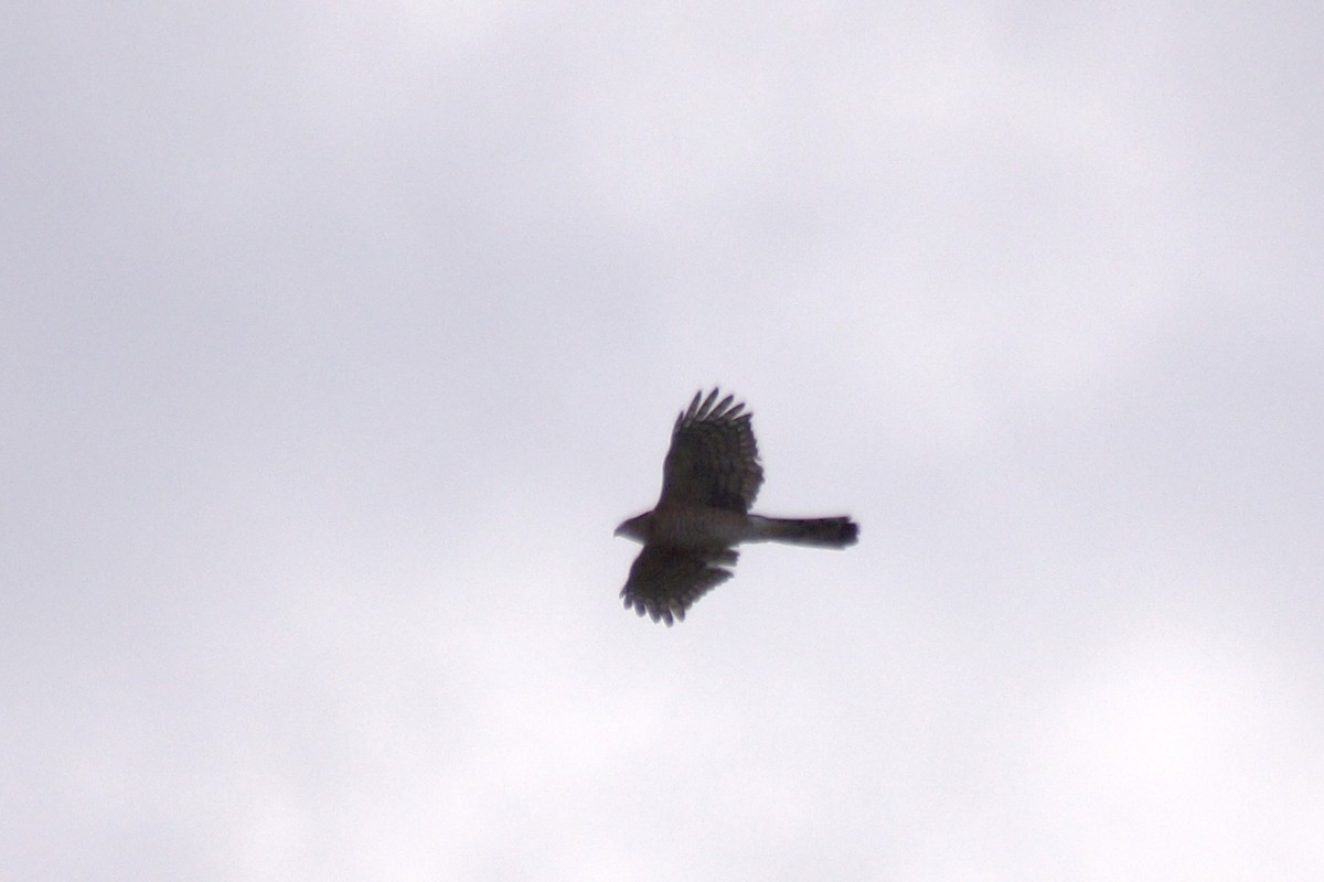 Cooper's Hawk - ML642409746