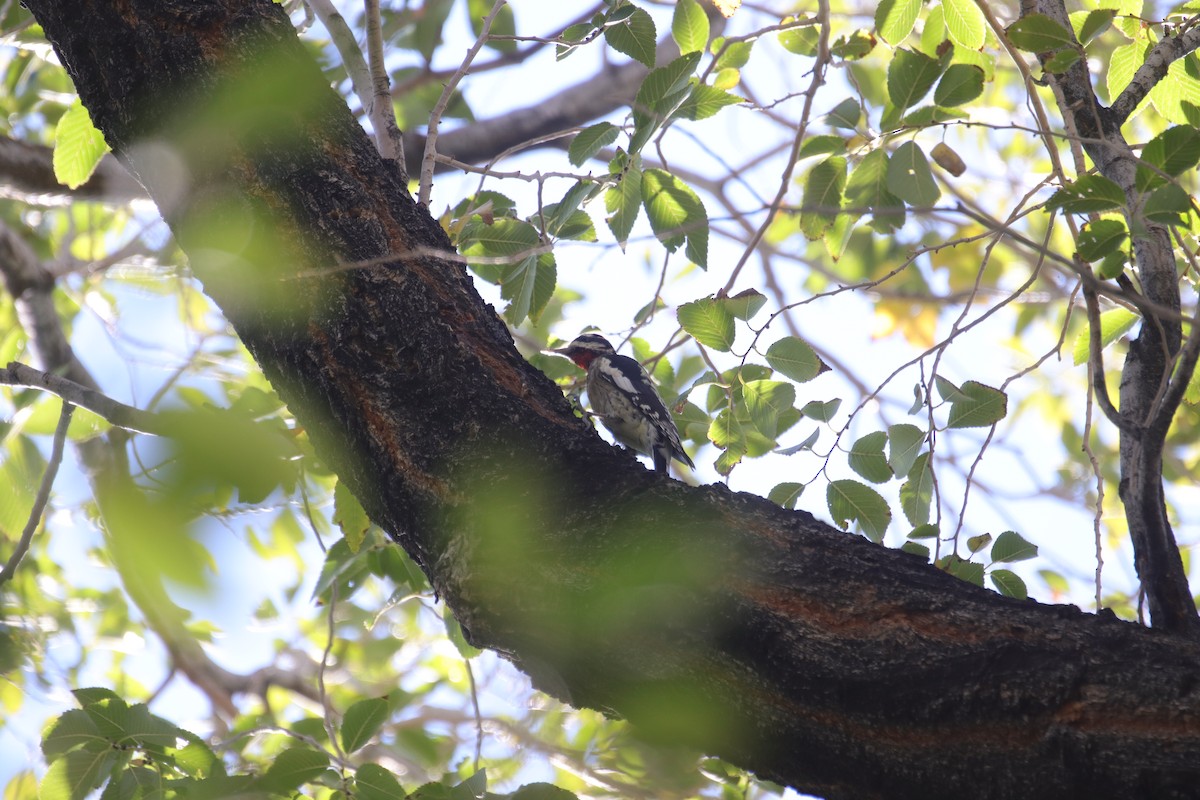 Red-naped Sapsucker - ML642409759