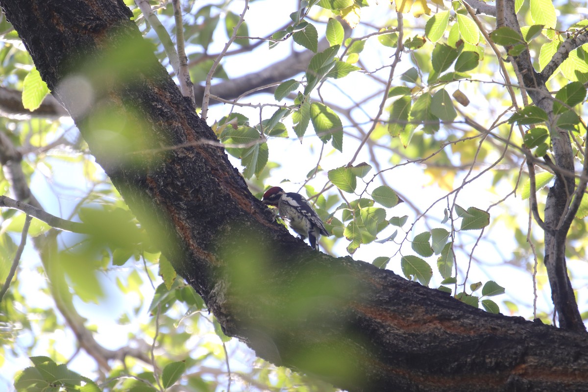 Red-naped Sapsucker - ML642409762