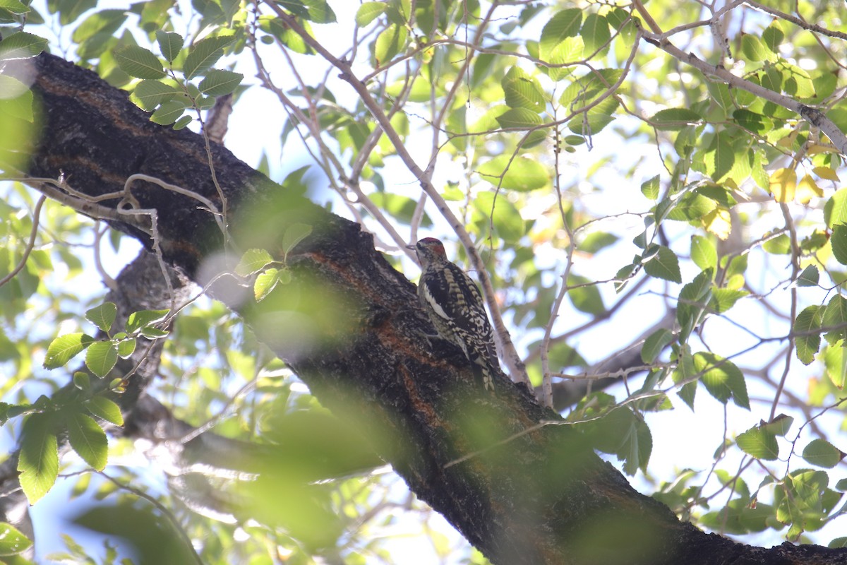 Red-naped Sapsucker - ML642409774