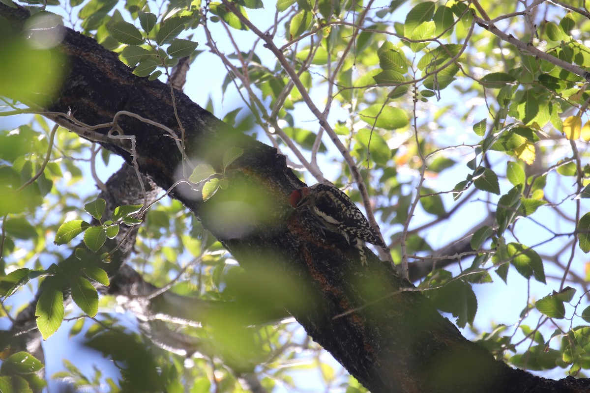 Red-naped Sapsucker - ML642409782