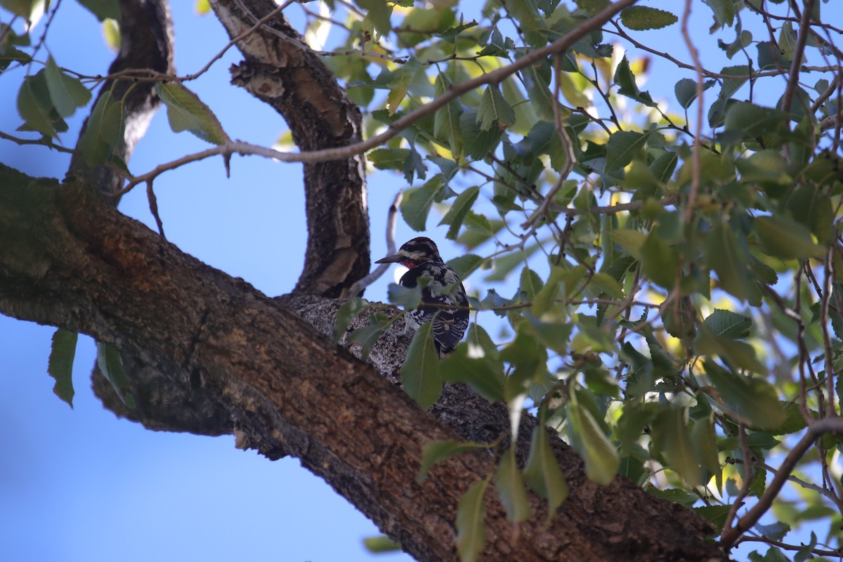 Red-naped Sapsucker - ML642409786