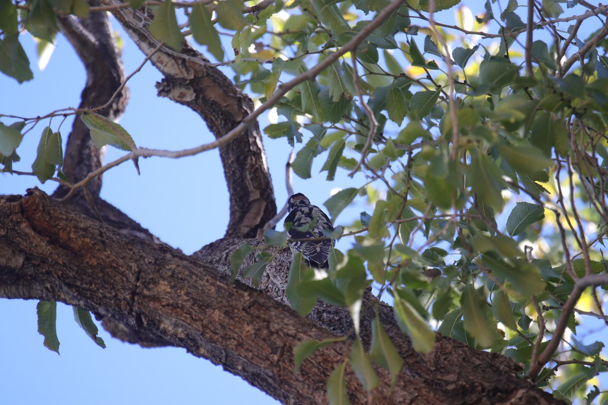 Red-naped Sapsucker - ML642409792