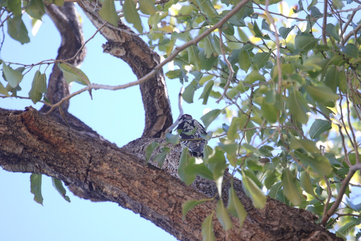 Red-naped Sapsucker - ML642409796