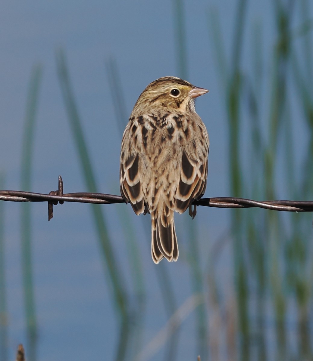 Savannah Sparrow - ML642409805
