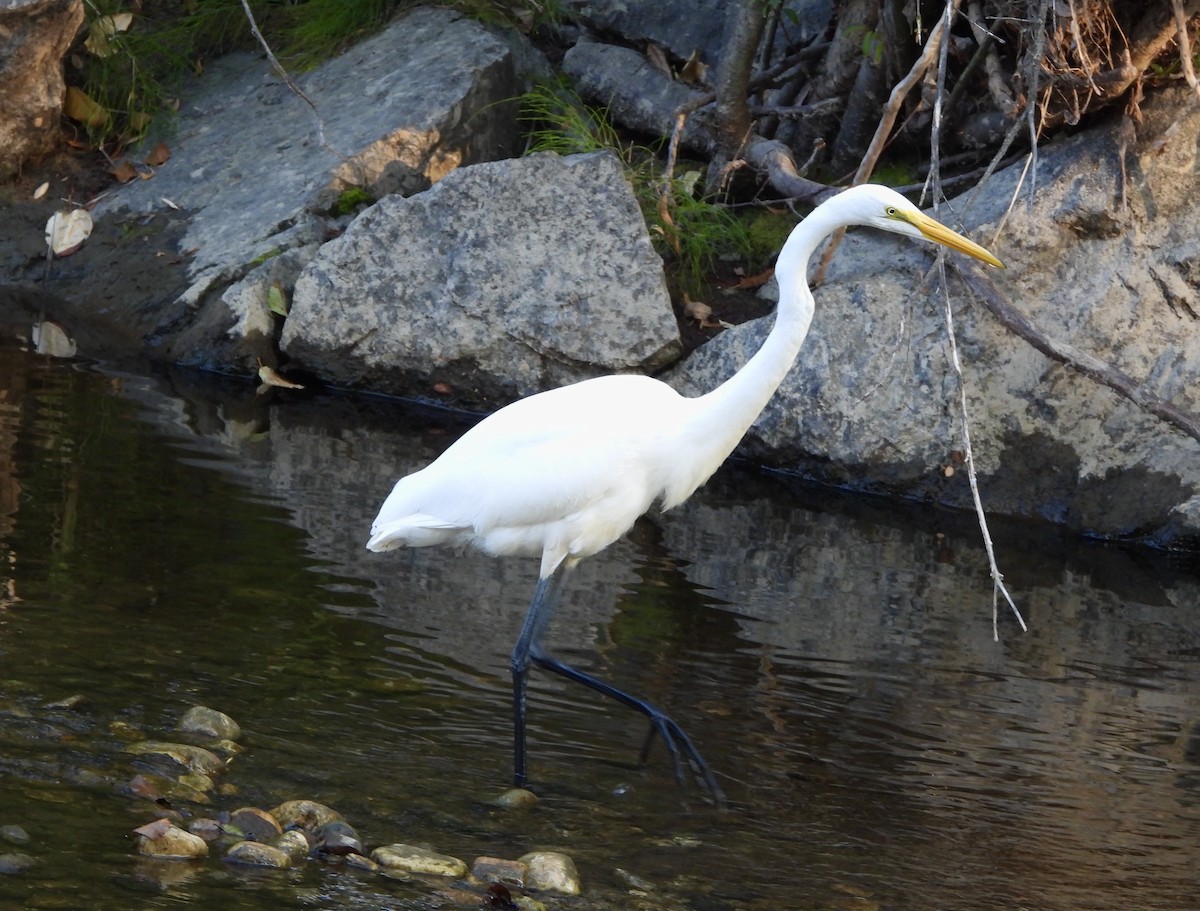 Great Egret - ML642409817