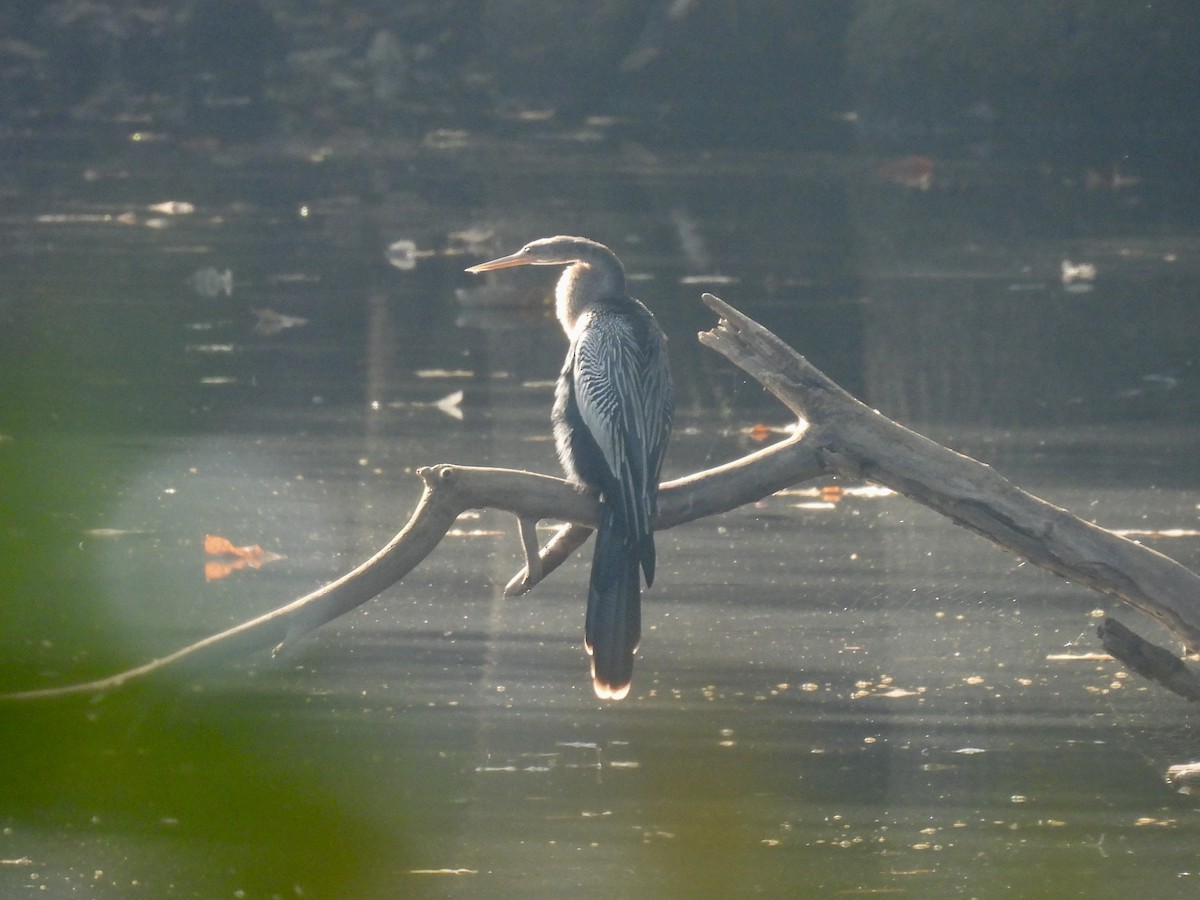 Anhinga - ML642409838