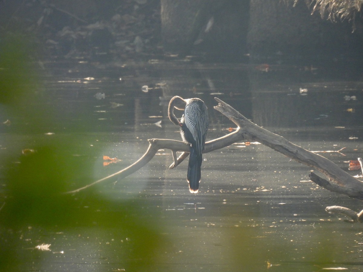 Anhinga - ML642409839