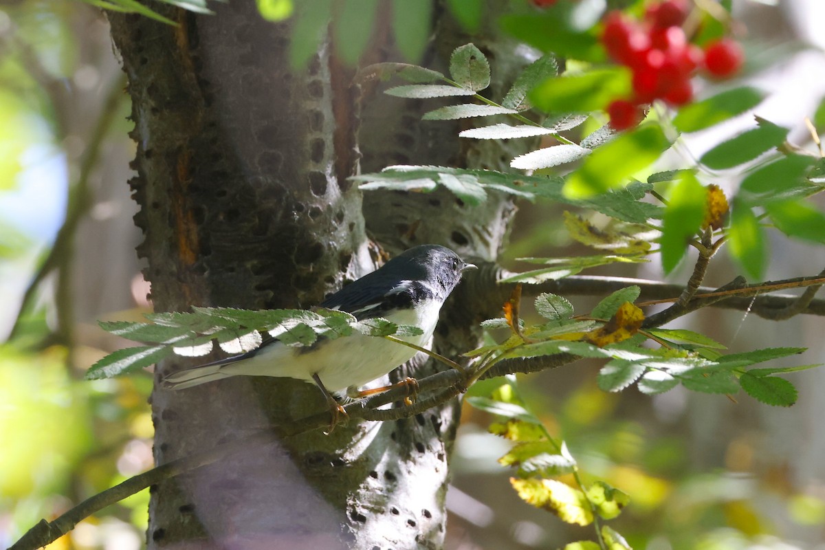 Black-throated Blue Warbler - ML642409840