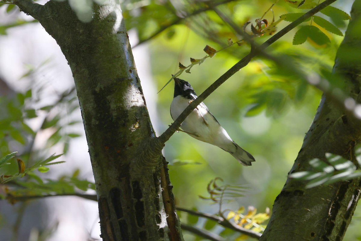 Black-throated Blue Warbler - ML642409841