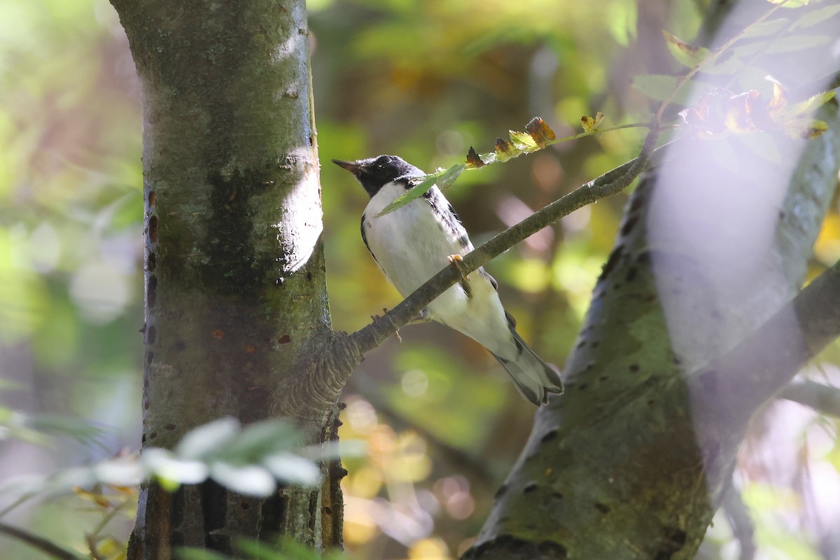 Black-throated Blue Warbler - ML642409842