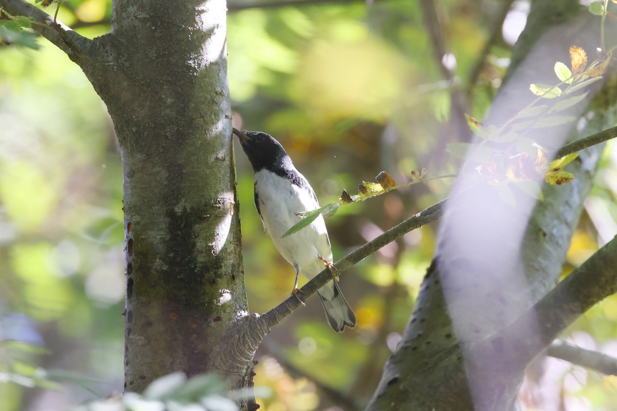 Black-throated Blue Warbler - ML642409843
