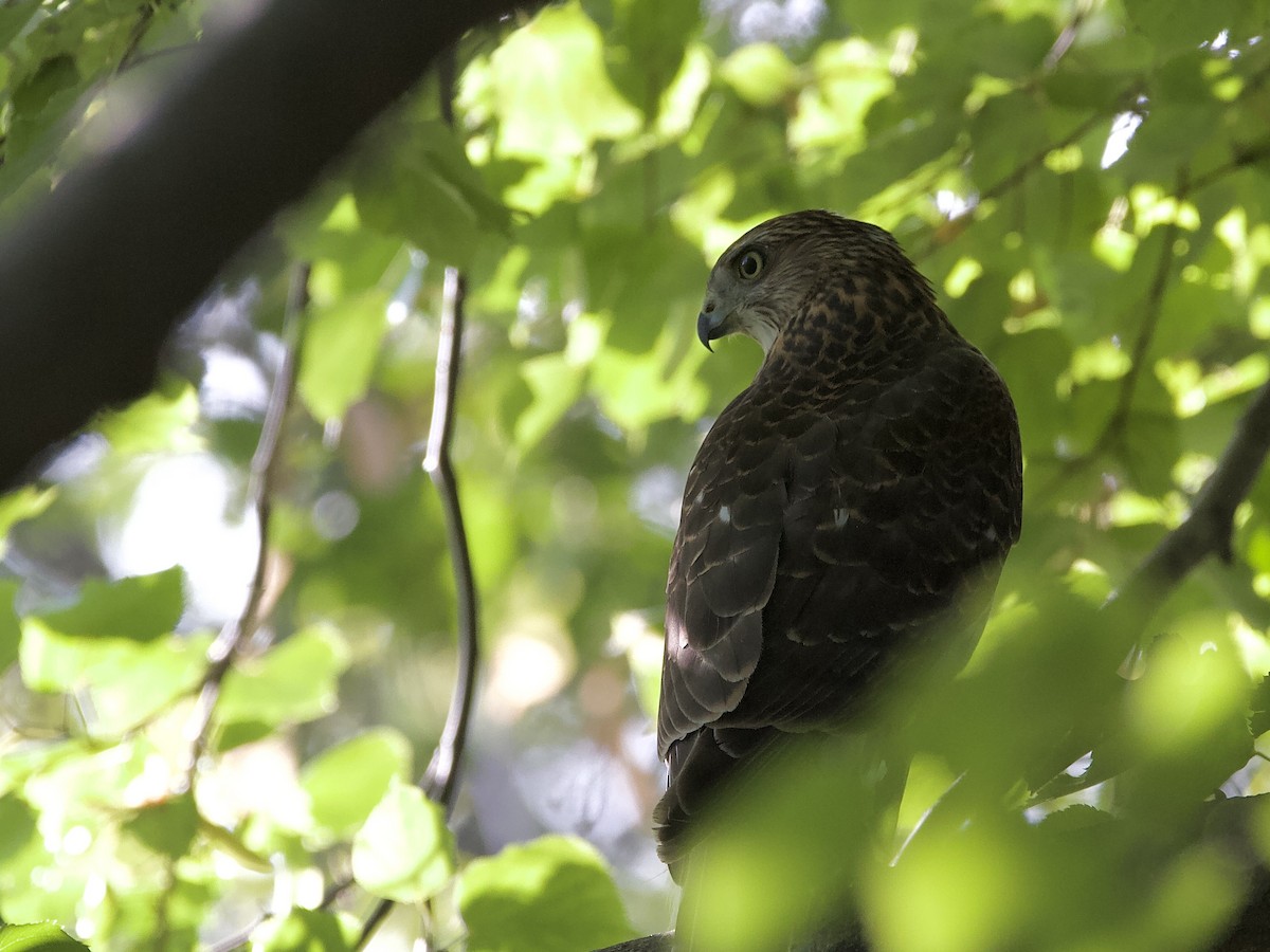 Cooper's Hawk - ML642409857
