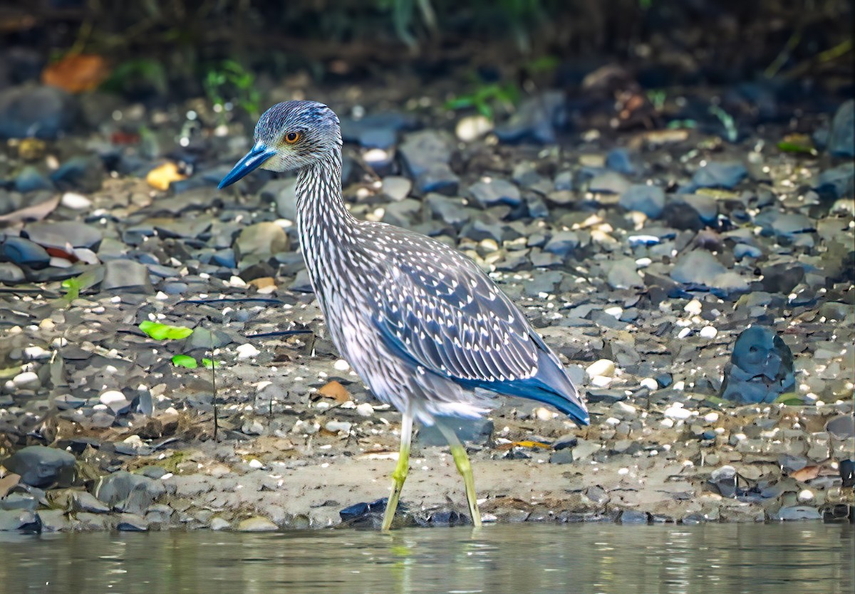 Yellow-crowned Night Heron - ML642409895