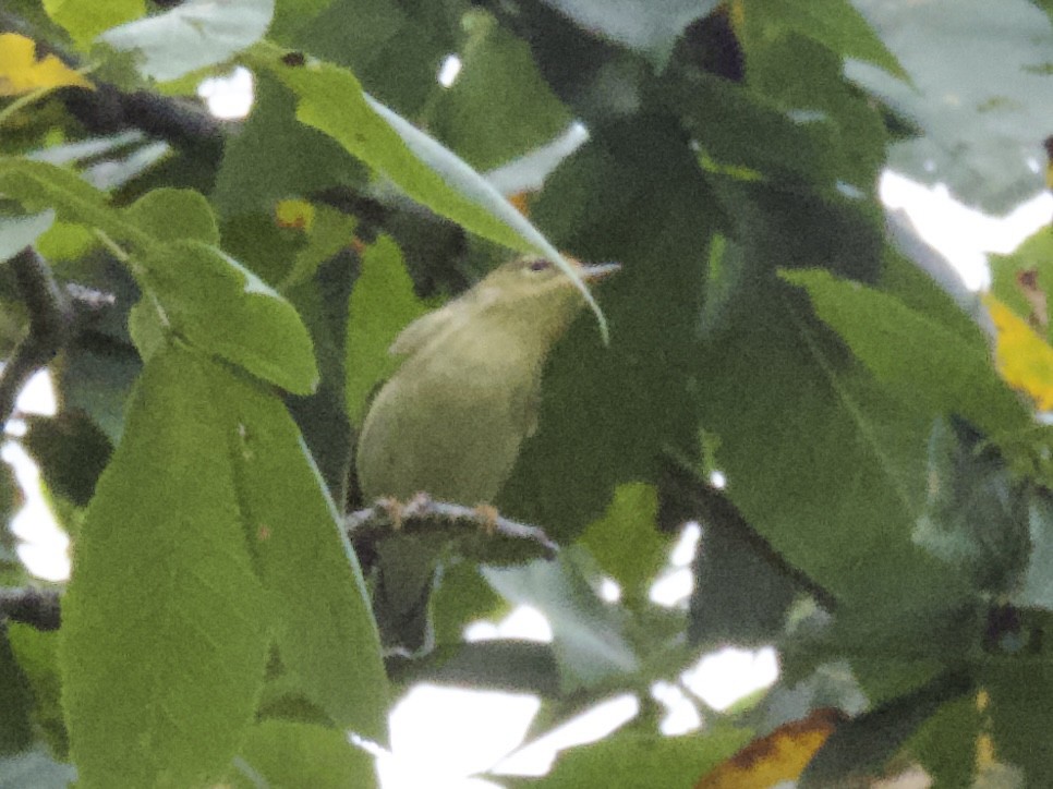 Blackpoll Warbler - ML642409902