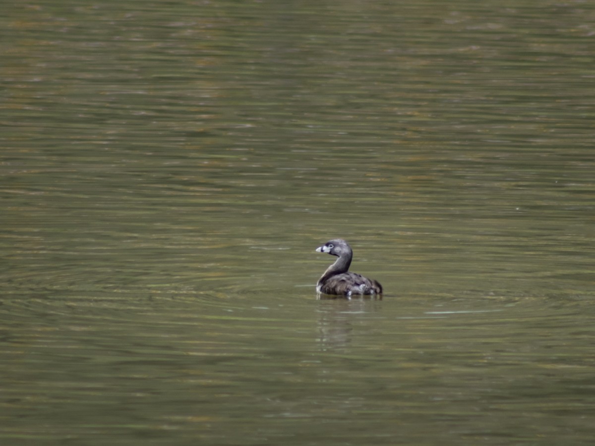 Pied-billed Grebe - ML642409957