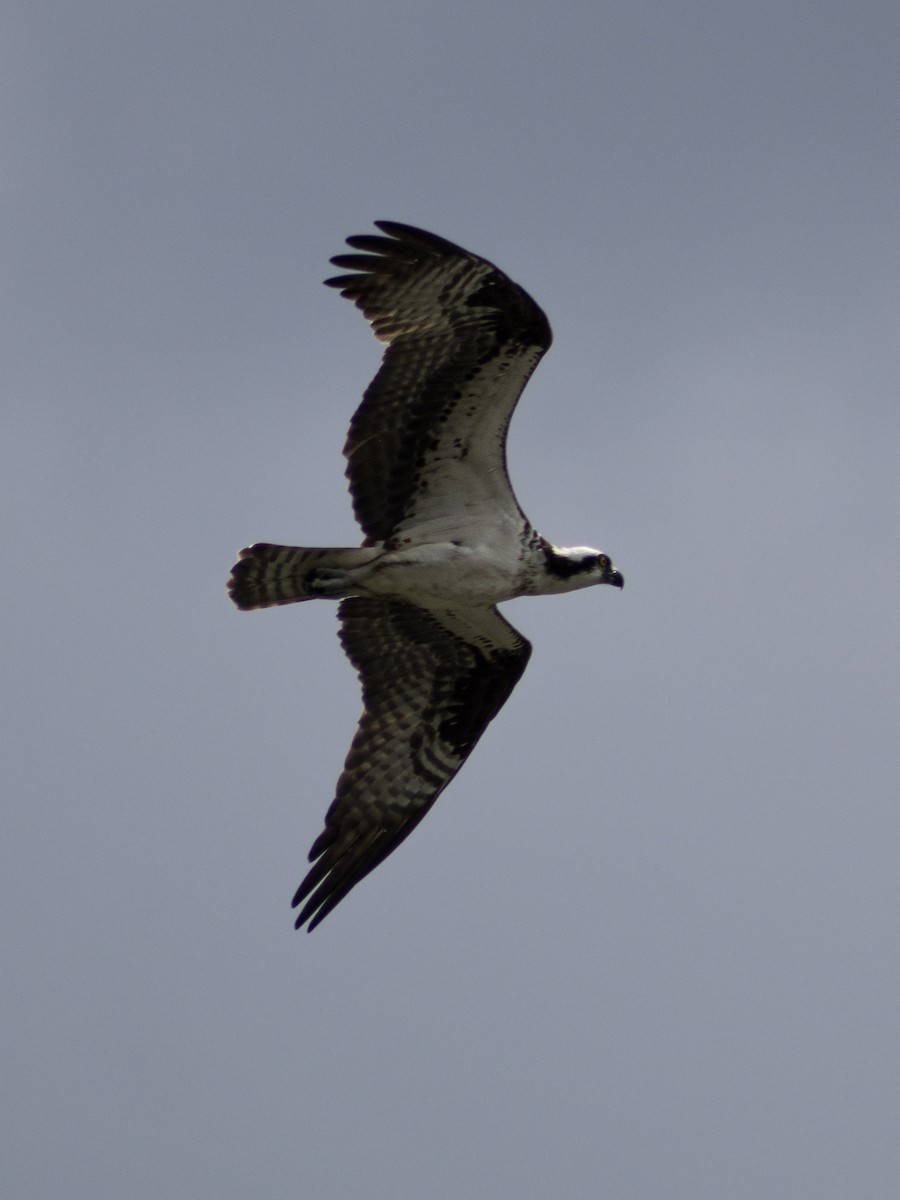 Falco pescatore - ML642409965