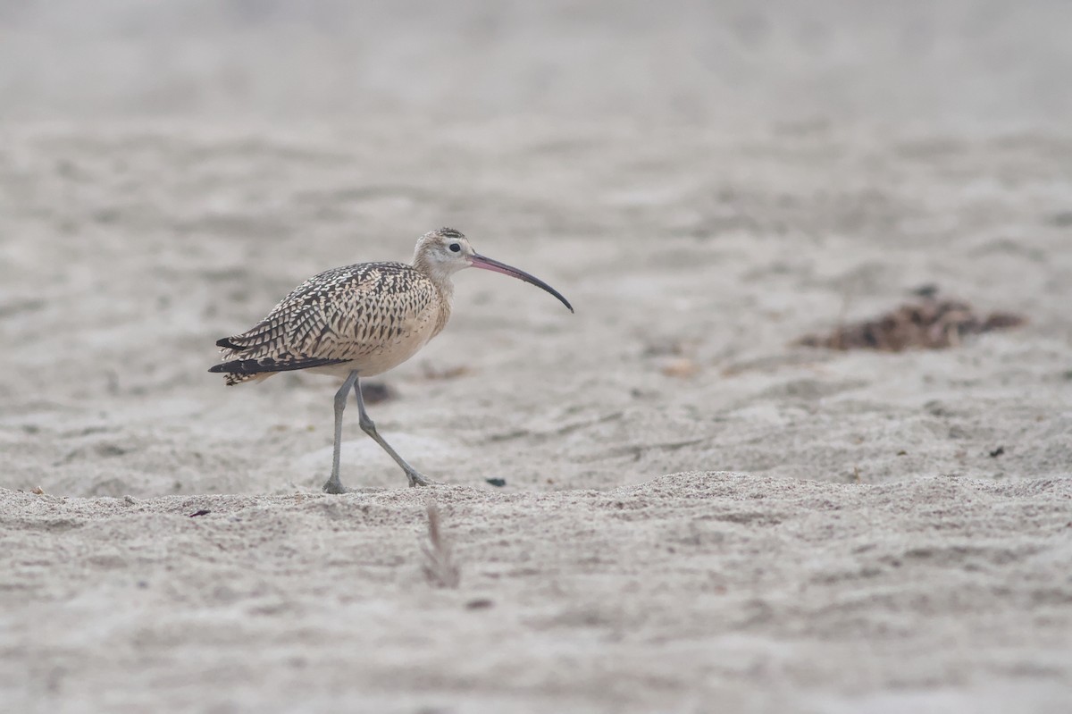 Long-billed Curlew - ML642409967