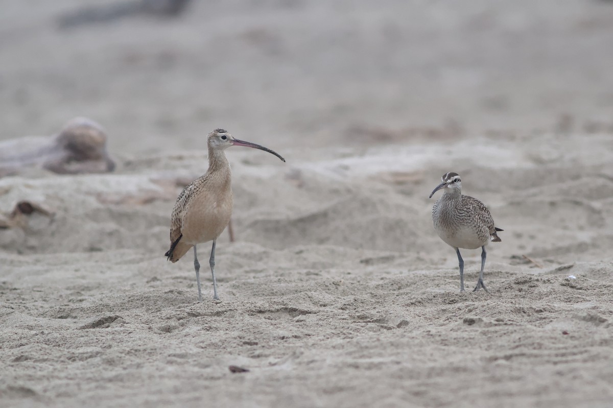 Long-billed Curlew - ML642409968