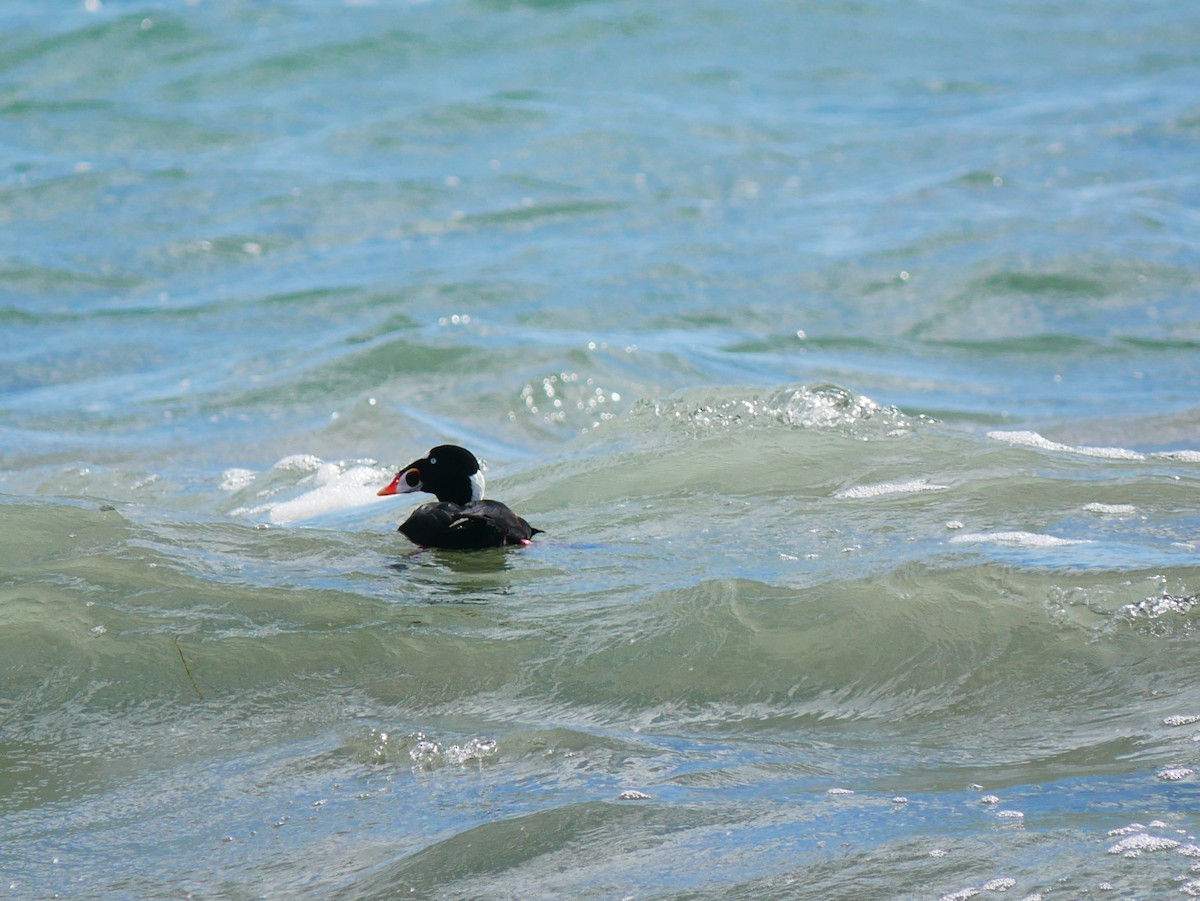 Surf Scoter - ML642409972